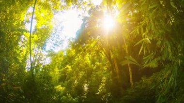 Öğleden sonra Tayland Jungle tarih Pzr