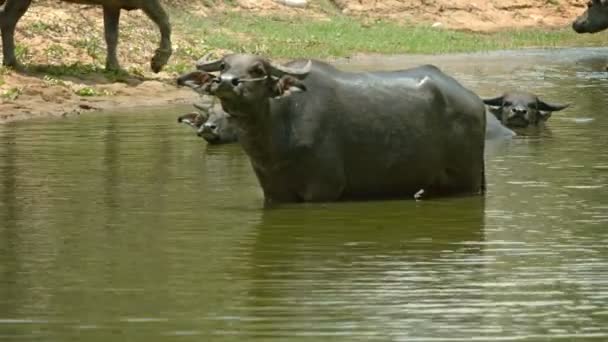 Buffalo in a large puddle looks unkindly — Stock Video