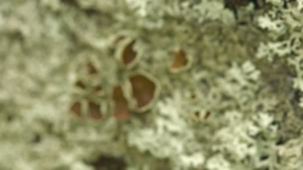 Lichen taş yüzeyde — Stok video