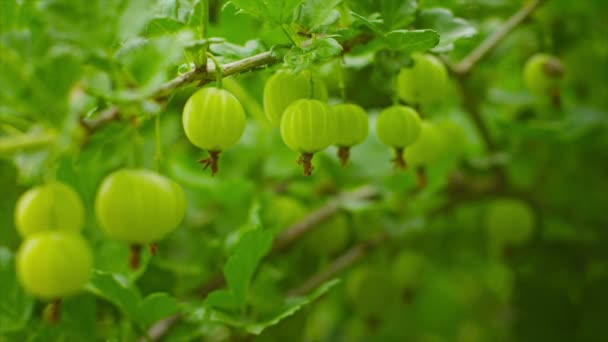 绿鹅莓成熟树丛 — 图库视频影像