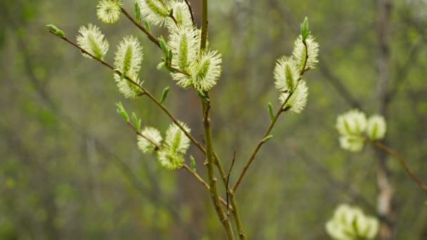 Pussy willow blommor i skogen norra våren — Stockvideo