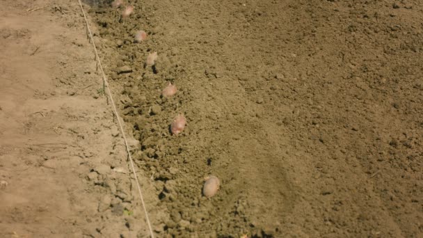 Arrosage des tubercules de pomme de terre lors de la plantation — Video