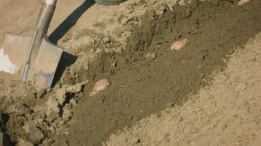 Patates küçük bir alanda dikim. Yumrular bir kürek ile gömmek