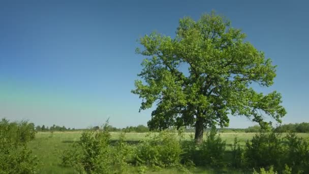 老棵巨大的橡树在有风的天气 — 图库视频影像
