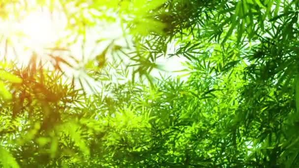 Bambusových listů v ostrém světle proti obloze — Stock video