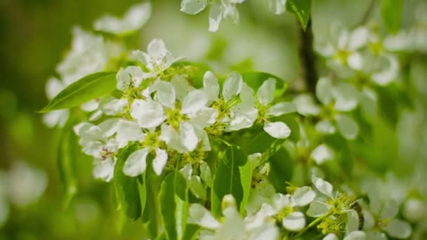 Apfelblüten im Garten aus nächster Nähe — Stockvideo