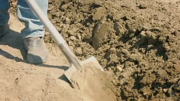 Gräva upp fältet innan plantering med en spade — Stockvideo