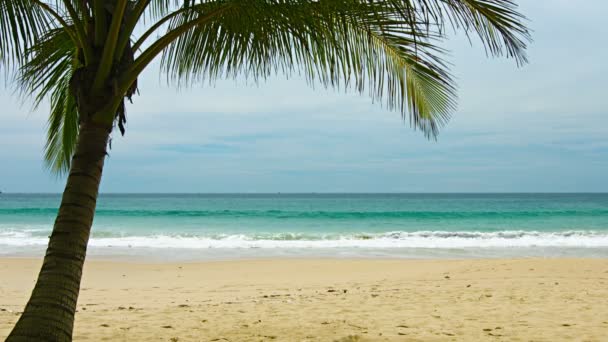 Vista de la playa de arena deshabitada con palmera — Vídeos de Stock