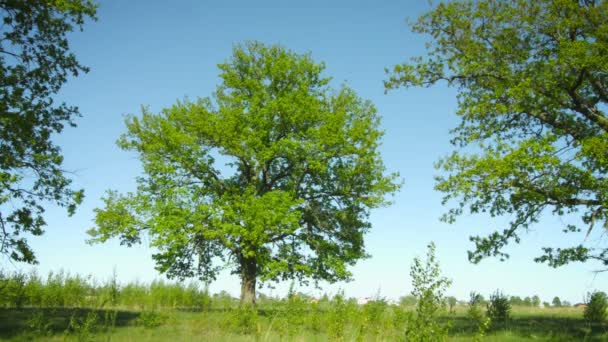 A group of old oak trees in the meadow. Summer rural landscape — Stock Video