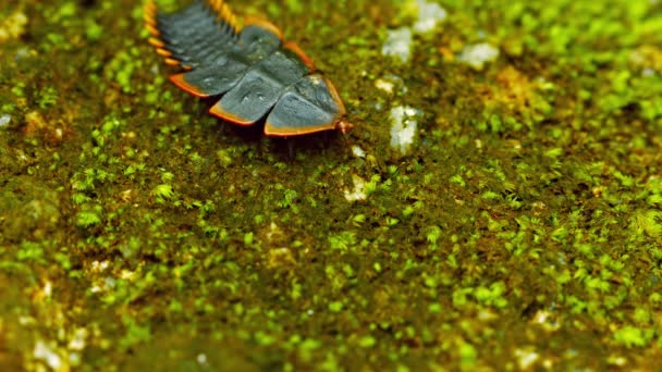 Video uhd - duliticola (Trilobiten-Käfer). bewegt sich das Weibchen auf dem Boden. Thailand, Phuket. — Stockvideo