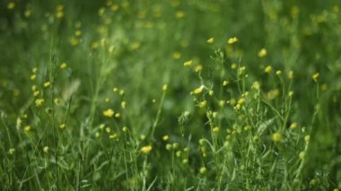 Yellow Wildflowers Swaying in a Summer Breeze