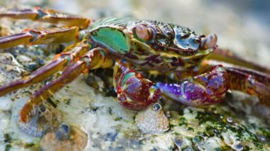 Küçük. Renkli Yengeç Bir Dalga altında batırılmış