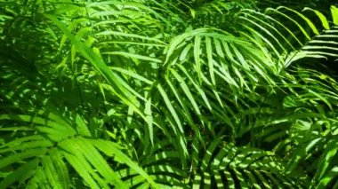 Tay Jungle Narin Eğrelti Otu Yaprakları arasında Izleme