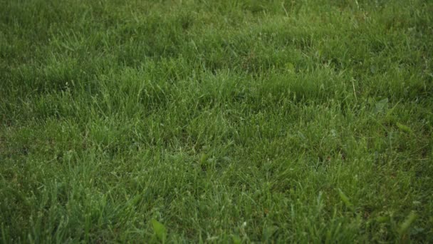 Fútbol rodando a través del marco en el campo de hierba — Vídeos de Stock