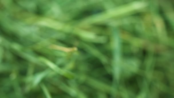 Extreme close-up van afgesneden gras met verschuivende focus — Stockvideo