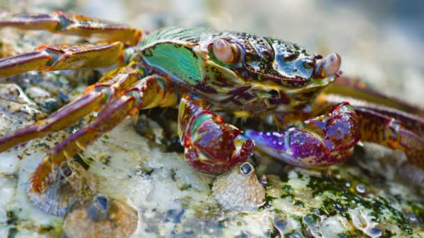Kleine. Kleurrijke krab ondergedompeld onder een golf — Stockvideo