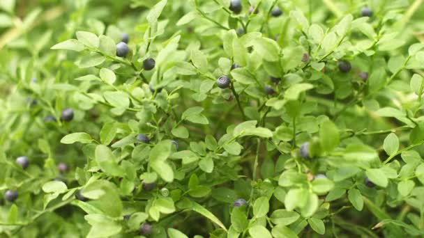 Rijpe bessen op een wilde bosbes struik — Stockvideo