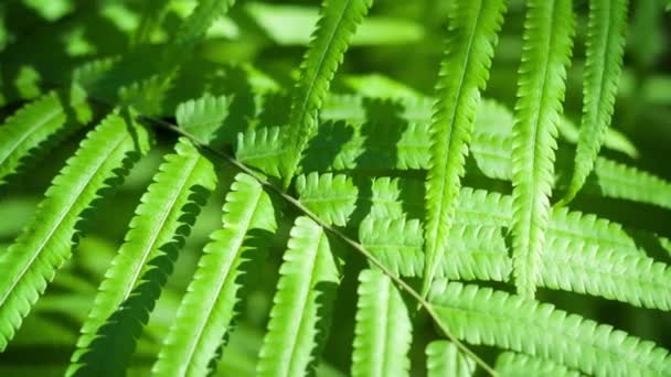 Крупный план Отслеживание диких листьев папоротника в азиатской дикой природе — стоковое видео