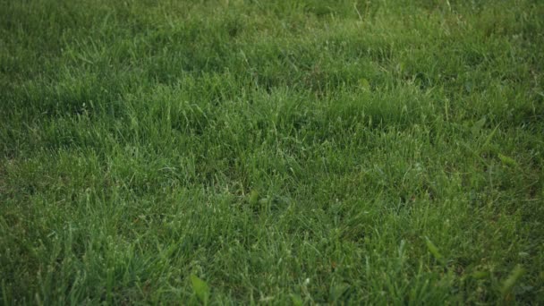 Fútbol rodando en el marco en el campo de hierba — Vídeos de Stock