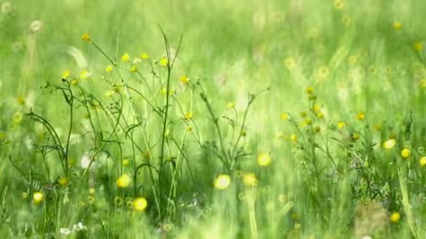 Selektive Fokussierung von Ranunkeln im Feld — Stockvideo