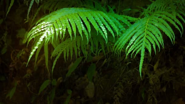 Delicate Fern Leaves Fluttering in the Mild Breeze — Stock Video