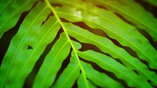 Extreme Close-up van een groene Fern zwaaiend in de wind — Stockvideo