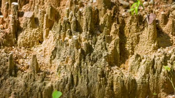 Crumbling Bank of Rain Eroded Suolo con piante — Video Stock