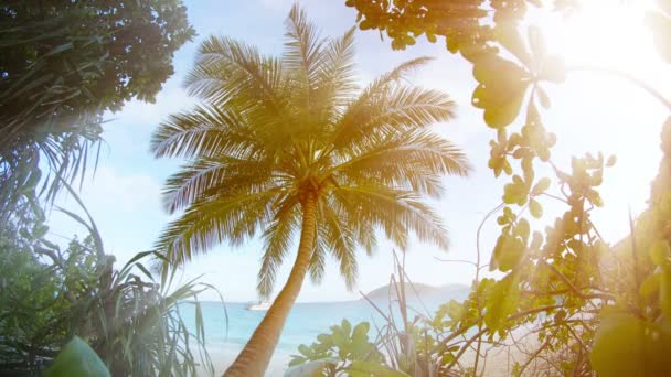 Solitérní kokosová palma v blízkosti pláže v jižním Thajsku — Stock video