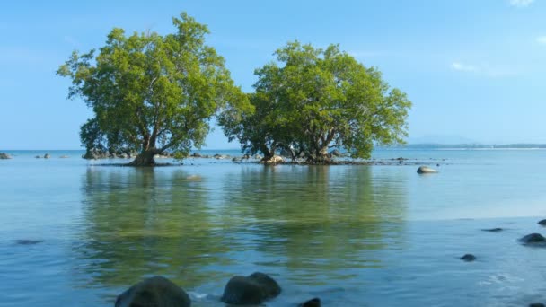 Mangroveträd i grunt. Tropiska vatten vid lågvatten — Stockvideo