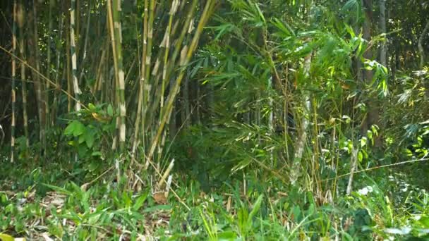 Stoiska z bambusa i Indiginous drzewa rosną w tropikalnej Puszczy — Wideo stockowe