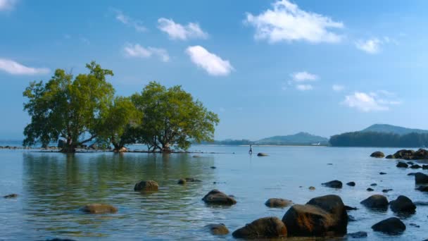 Turistas Solitarios Wades entre los árboles de manglares en el sudeste asiático — Vídeo de stock