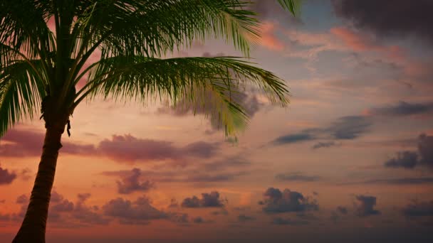 Palmera tropical retroiluminada contra un cielo al atardecer — Vídeos de Stock