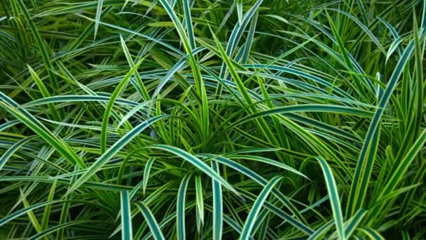 Ornamental Grass in a Beautiful Garden — Stock Video