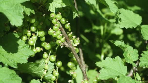 Närbild av omogna vinbär bär på en buske — Stockvideo