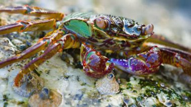 Küçük. Renkli Yengeç Bir Dalga altında batırılmış