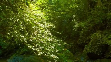 Güney Tayland Akarsu ve Yağmur Ormanları Kanopi