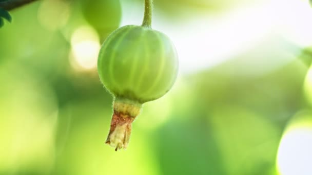 Primo piano estremo di un'uva spina acerba — Video Stock