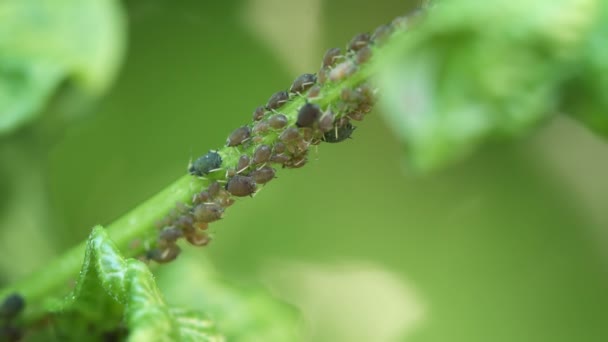 Blattläuse ernähren sich von der Flüssigkeit eines Blütenstiels — Stockvideo