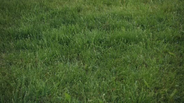 Nahaufnahme eines Fußballs, der auf den Rasen fällt — Stockvideo
