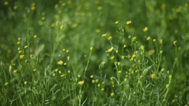 Жёлтые дикие цветы, сплетающиеся в летний бриз — стоковое видео