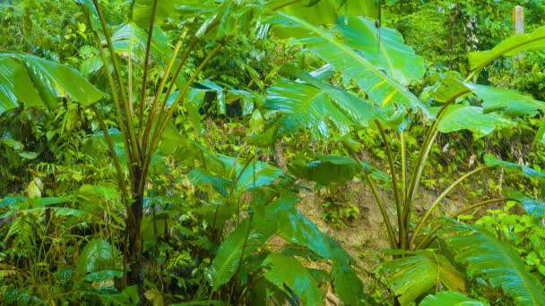 Zachte regenval wassen bladeren van jungle gebladerte — Stockvideo