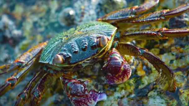 Extremo close-up de um pequeno caranguejo na Tailândia — Vídeo de Stock