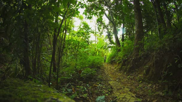 El turista va por un sendero en la selva tropical. Tailandia. Phuket. — Vídeos de Stock