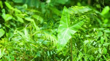 Y-Shaped Leaf in Focus with Squeaky Sounds in the Background