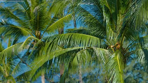 Klaster drzew palmowych. Kołysząc się w bryza w Tajlandii — Wideo stockowe