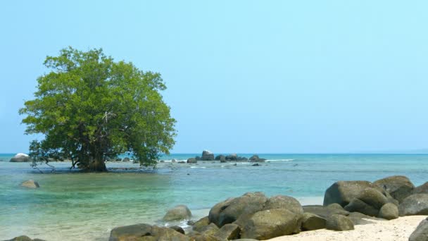 Maduro. Árbol de manglar solitario en el agua de mar tropical poco profunda — Vídeos de Stock