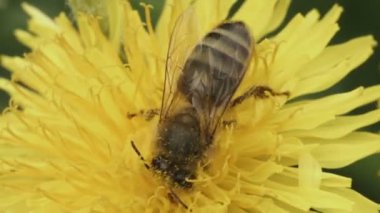 Bir karahindiba bir çiçek pollinating arı video 1080p - yakın çekim