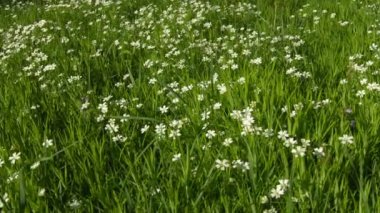 video 1080p - cerastium çiçek çayır (fare - kulak chickweed)