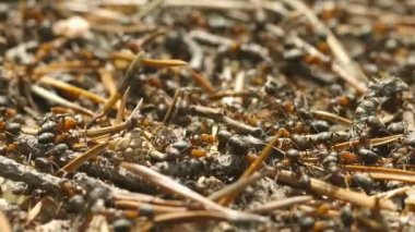 Video FullHD - Karınca yuvasının yüzeyinde kırmızı kıllı orman karıncaları (formika lugubris)