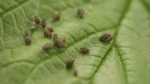 ビデオ 1080 - 緑の葉の表面にアブラムシ。農業害虫をクローズ アップ — ストック動画